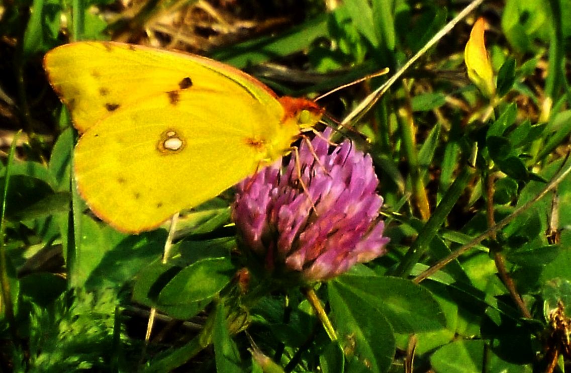 Colias crocea